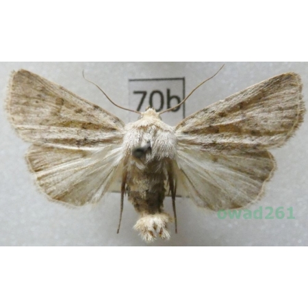 Hoplodrina respersa (Denis & Schiffermüller, 1775) Czech70b